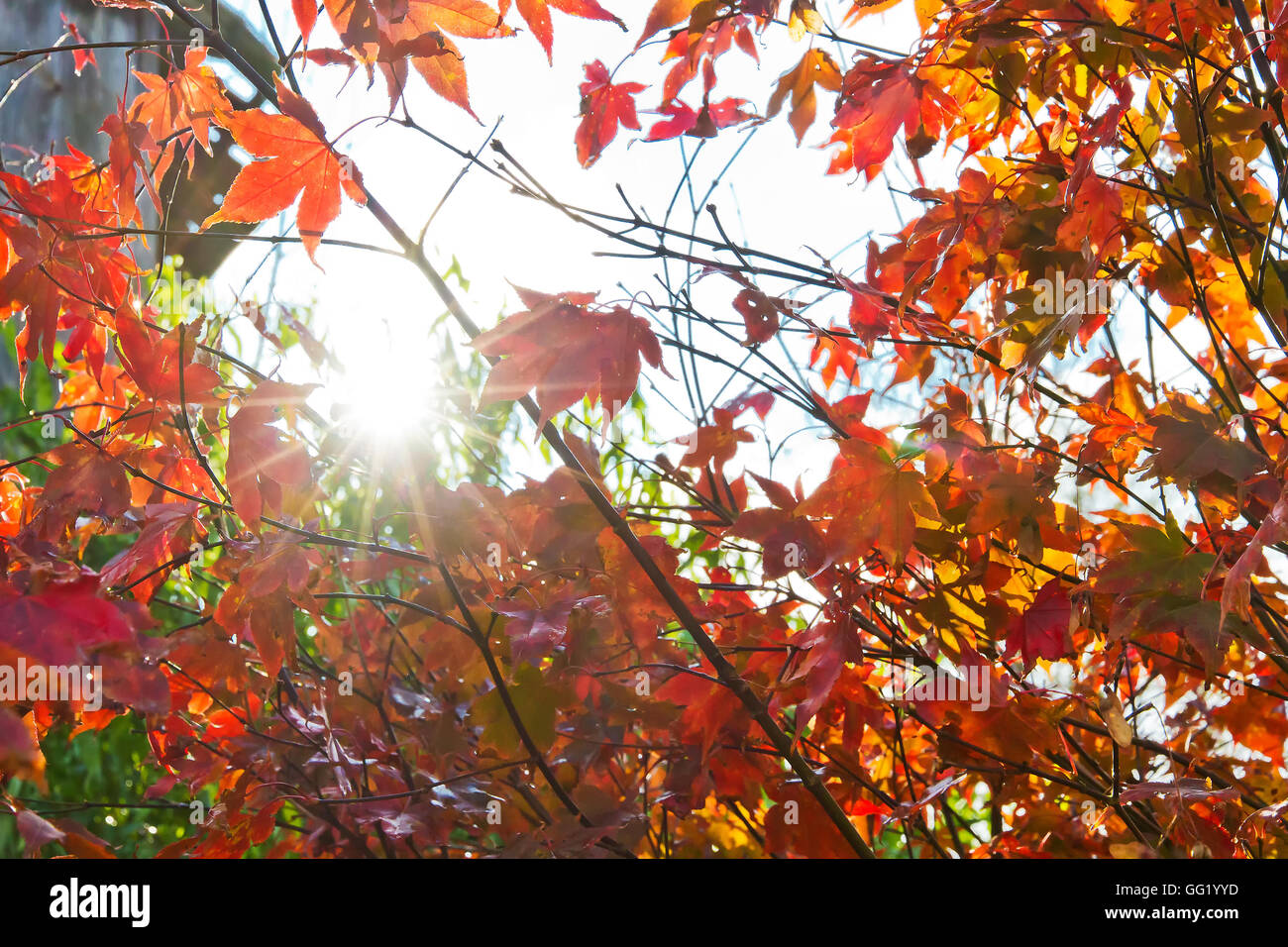 Rosso Foglie di autunno in novembre Foto Stock