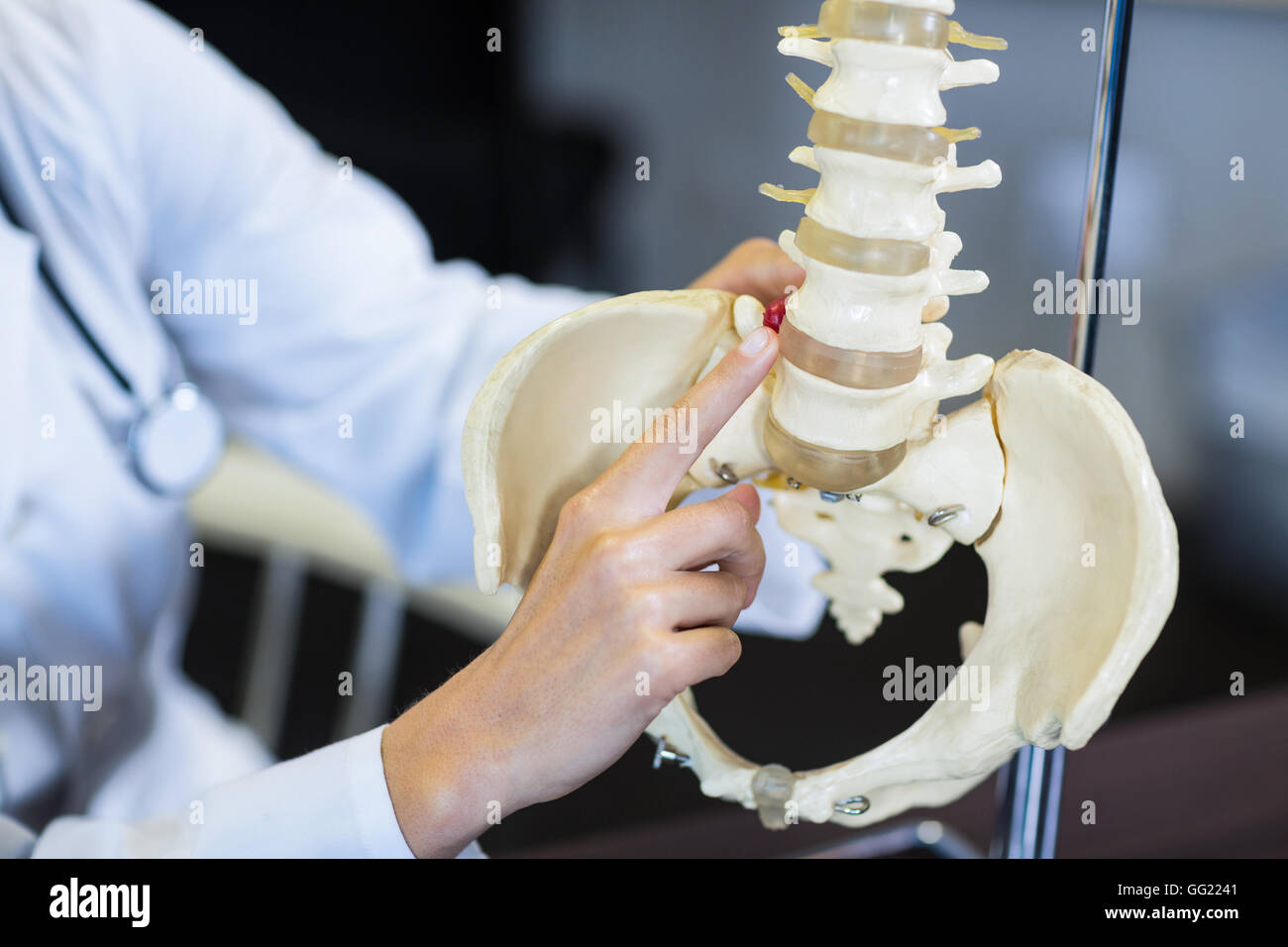 Fisioterapista tenendo un modello della colonna vertebrale Foto Stock