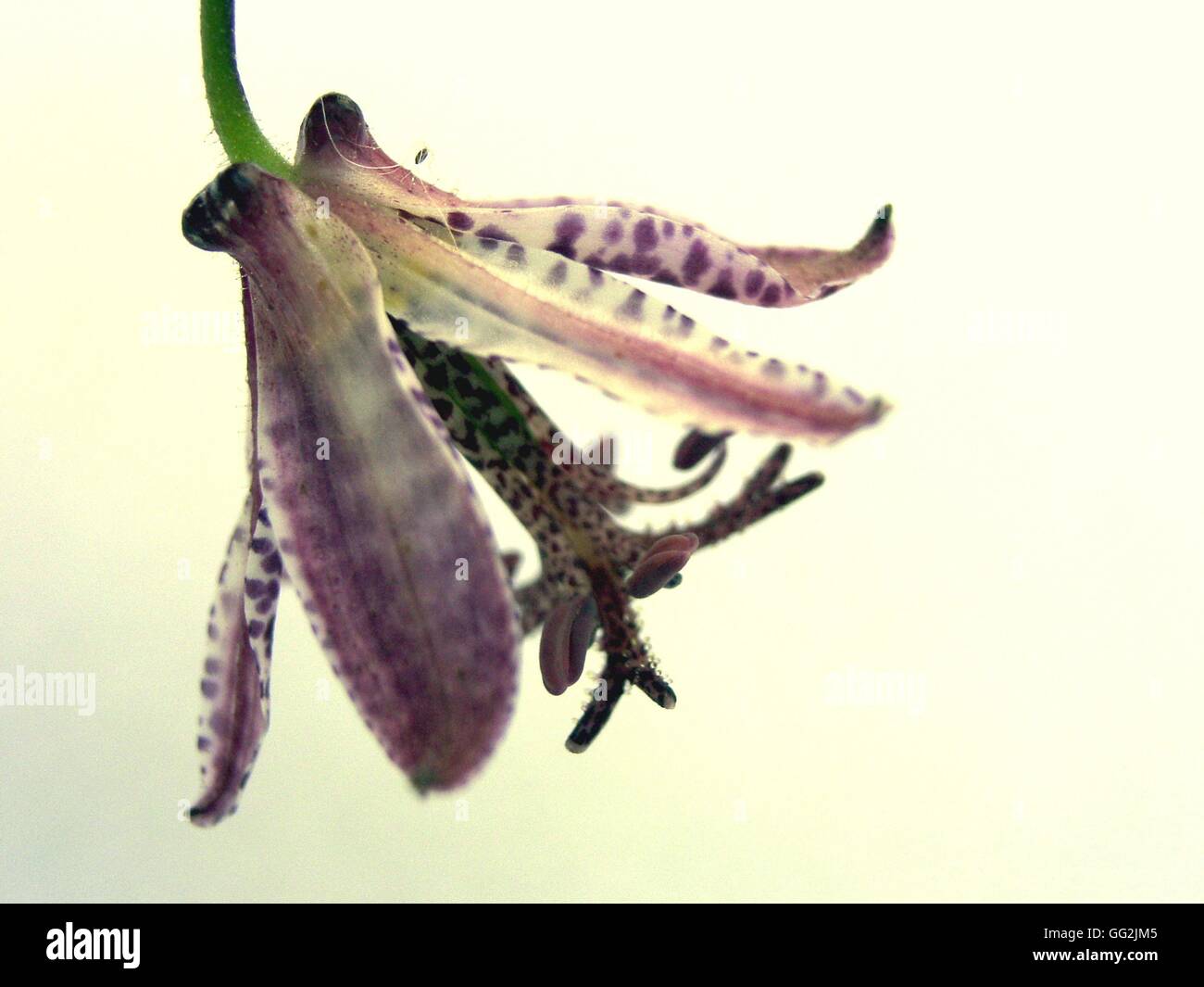 Tricyrtis formosana noto anche come il rospo Lily. Si verifica nel bosco umido e sulle montagne e scogliere. Questa specie ha origini in Taiwan. La sua pesantemente macchiato di rosa-viola a forma di stella i fiori sono aperti a campana con sei tepals. Foto Stock
