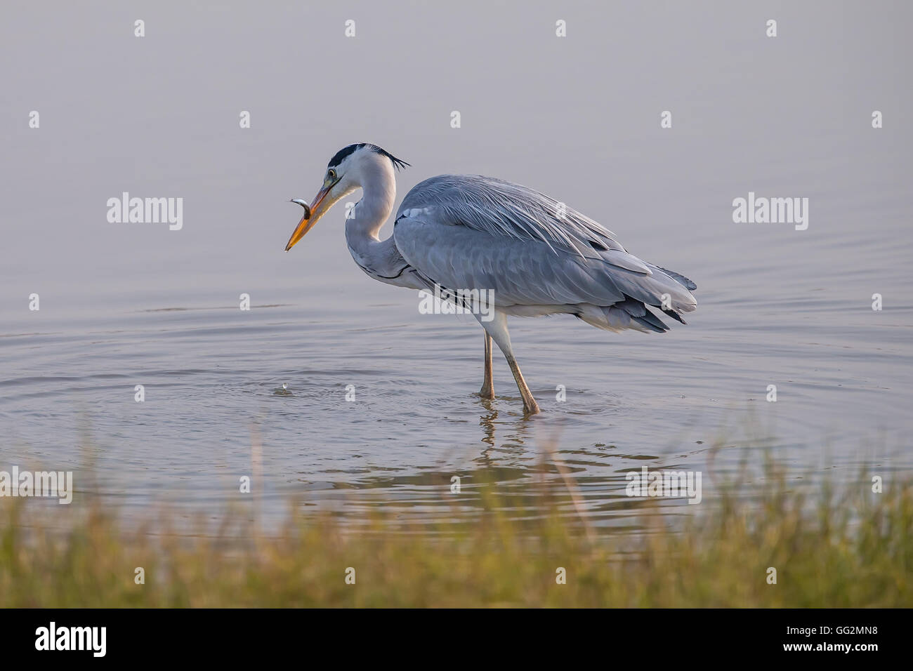 Airone cenerino mangiare pesce in acqua Foto Stock