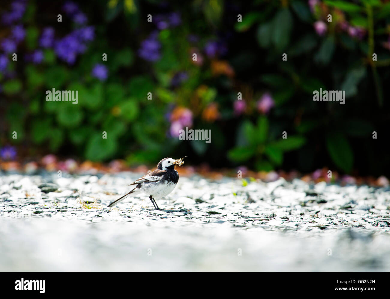 Pied Wagtail,Motacilla alba Foto Stock