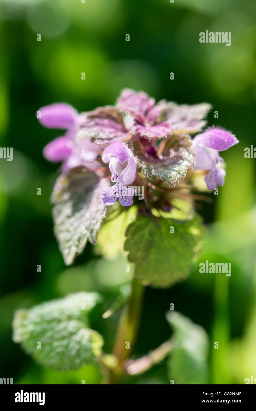 Red dead ortica Lamium purpureum Foto Stock