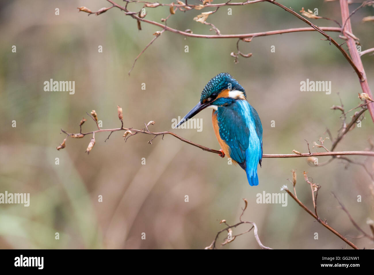 Common Kingfisher (maschio) Foto Stock