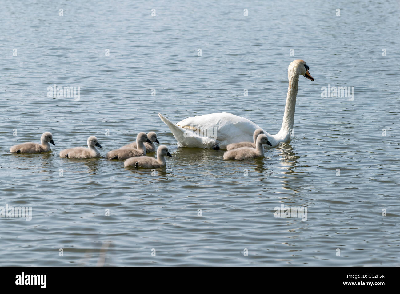 Cigno e Cygnets su Pentre Mawr parco lago in Abergele Galles del Nord Foto Stock