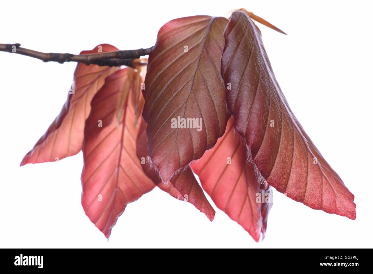 Ramoscello con faggio foglie in primavera close-up isolati su sfondo bianco Foto Stock