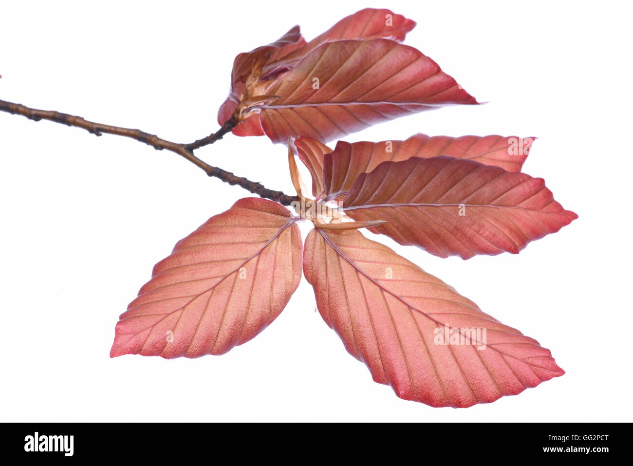 Ramoscello con faggio foglie in primavera close-up isolati su sfondo bianco Foto Stock