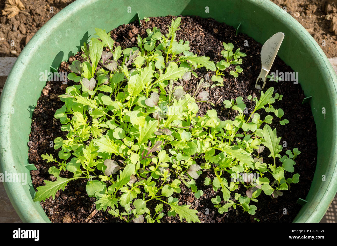 Due settimane dopo la semina di semi di insalata mista foglie sono in rapida crescita in una piccola pentola della piantatrice Foto Stock