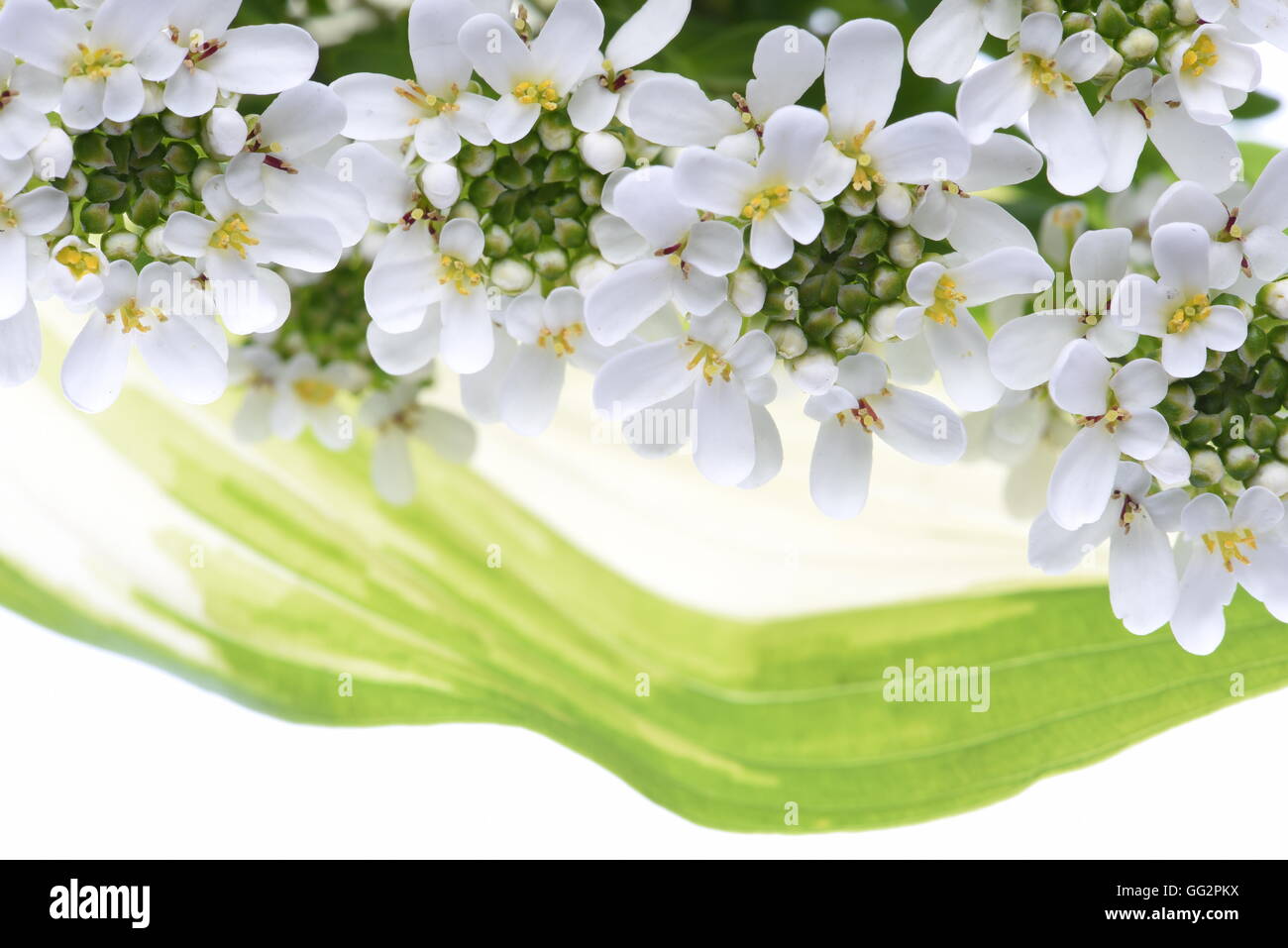 Bianco Fiori candytuft con foglie verdi su sfondo bianco Foto Stock
