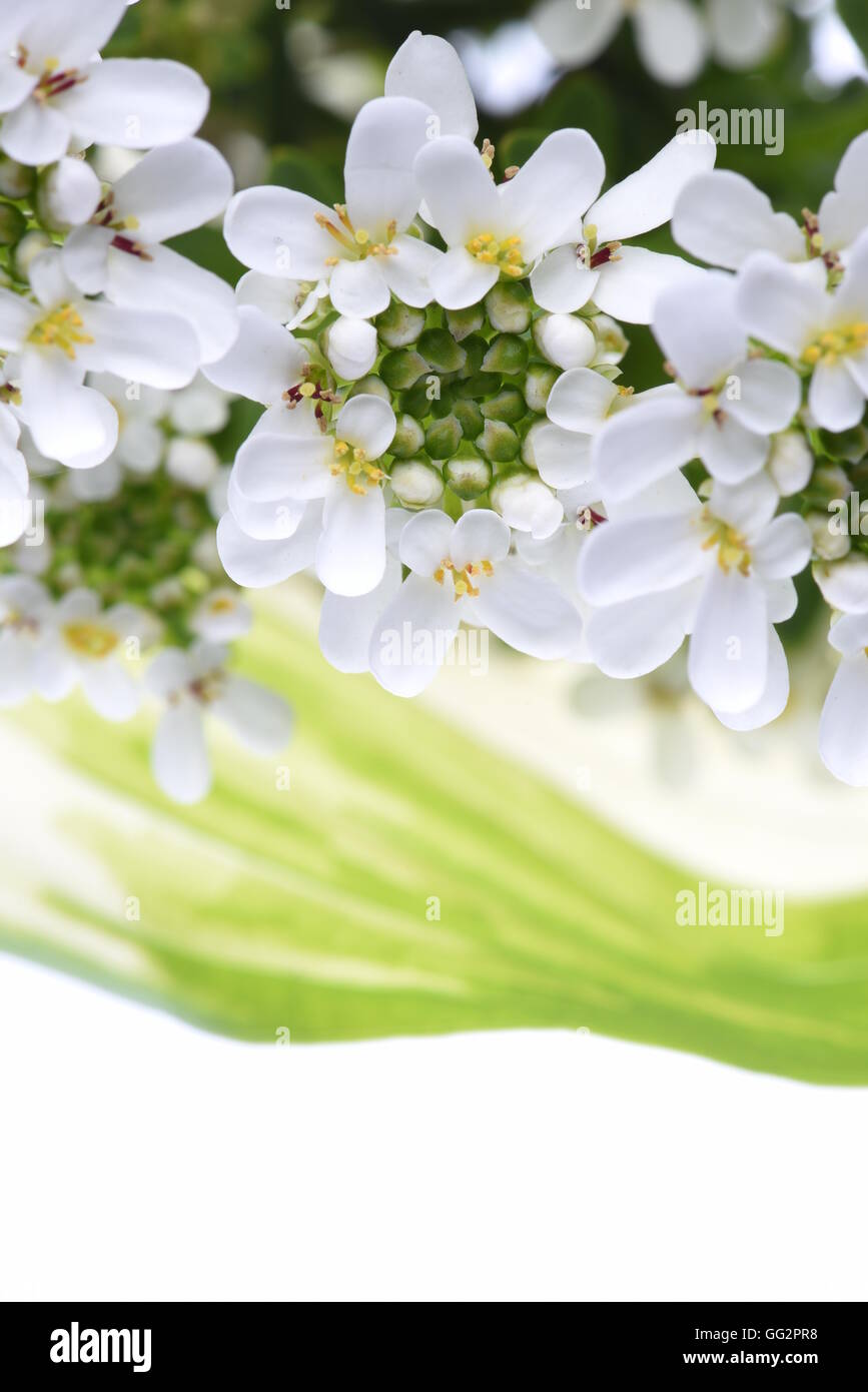Bianco Fiori candytuft con foglie verdi su sfondo bianco Foto Stock