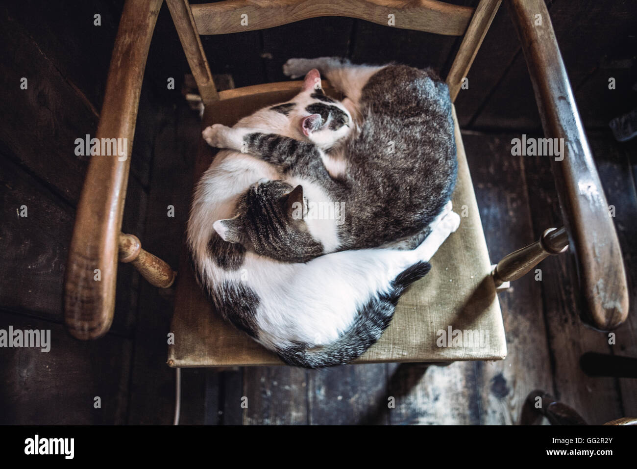 Due gatti dormono in yin e yang posizione sulla vecchia poltrona Foto Stock