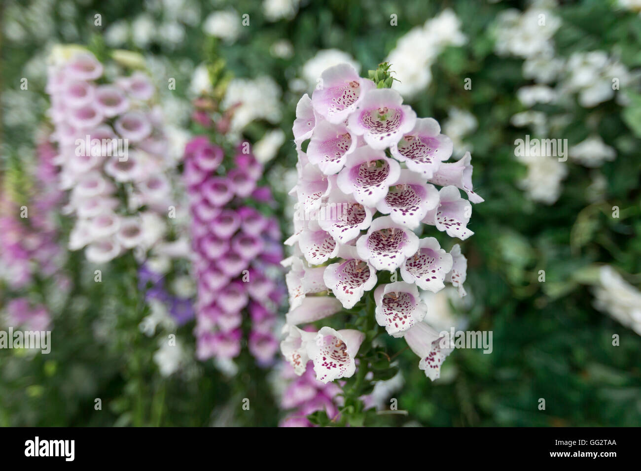 Digitalis 'Dalmatian viola' e 'Dalmatian bianco' Foxglove fiori forniscono una pazzia del colore. Foto Stock