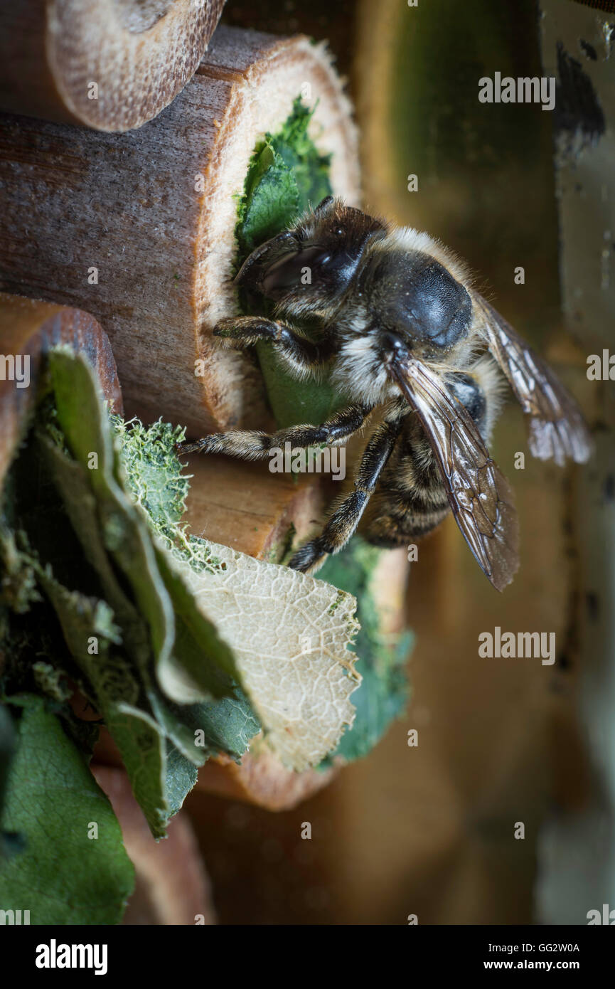 Una femmina leafcutter bee, Megachile centuncularis, la costruzione di un nido in un tubo di bambù in un giardino del Regno Unito. Foto Stock