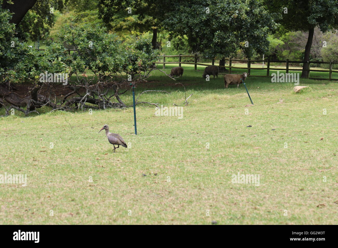 Uccelli e pecore nel campo a Constantia Glen Vini, Cape Town, Sud Africa Foto Stock