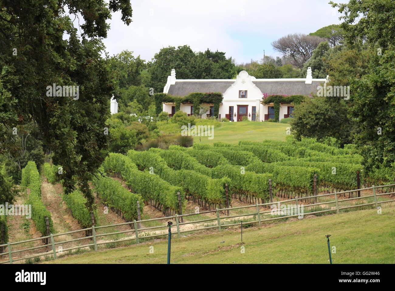 Vista attraverso un vigneto alla vigna mansion a Constantia Glen Vini, Cape Town, Sud Africa Foto Stock