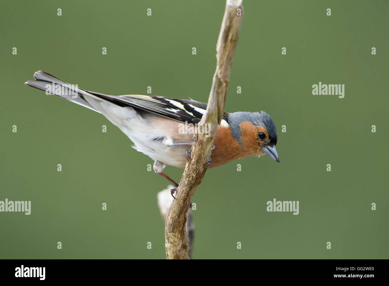 Un maschio (fringuello Fringilla coelebs) arroccato e isolato contro lo sfondo pulito, a Ardnamurchan peninsula, Scotland, Regno Unito Foto Stock