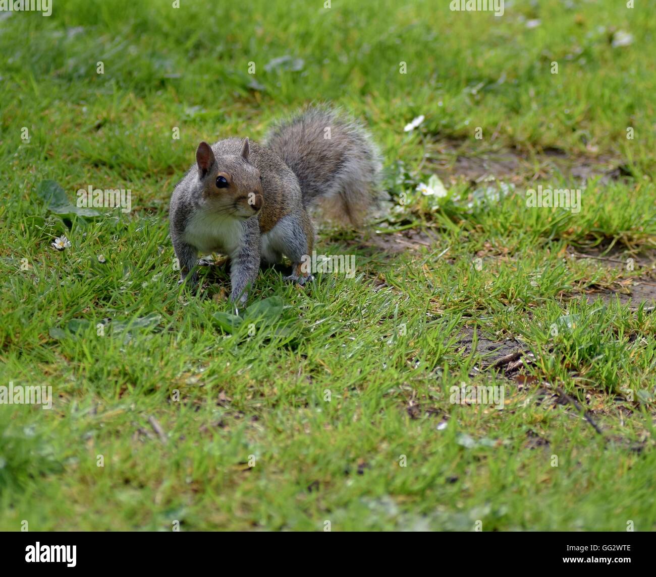 Scoiattolo grigio in cerca di cibo nelle persone Park in Banbury Foto Stock