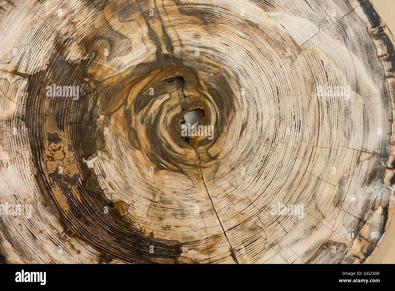 Sezione trasversale del grande albero che mostra anelli Foto Stock