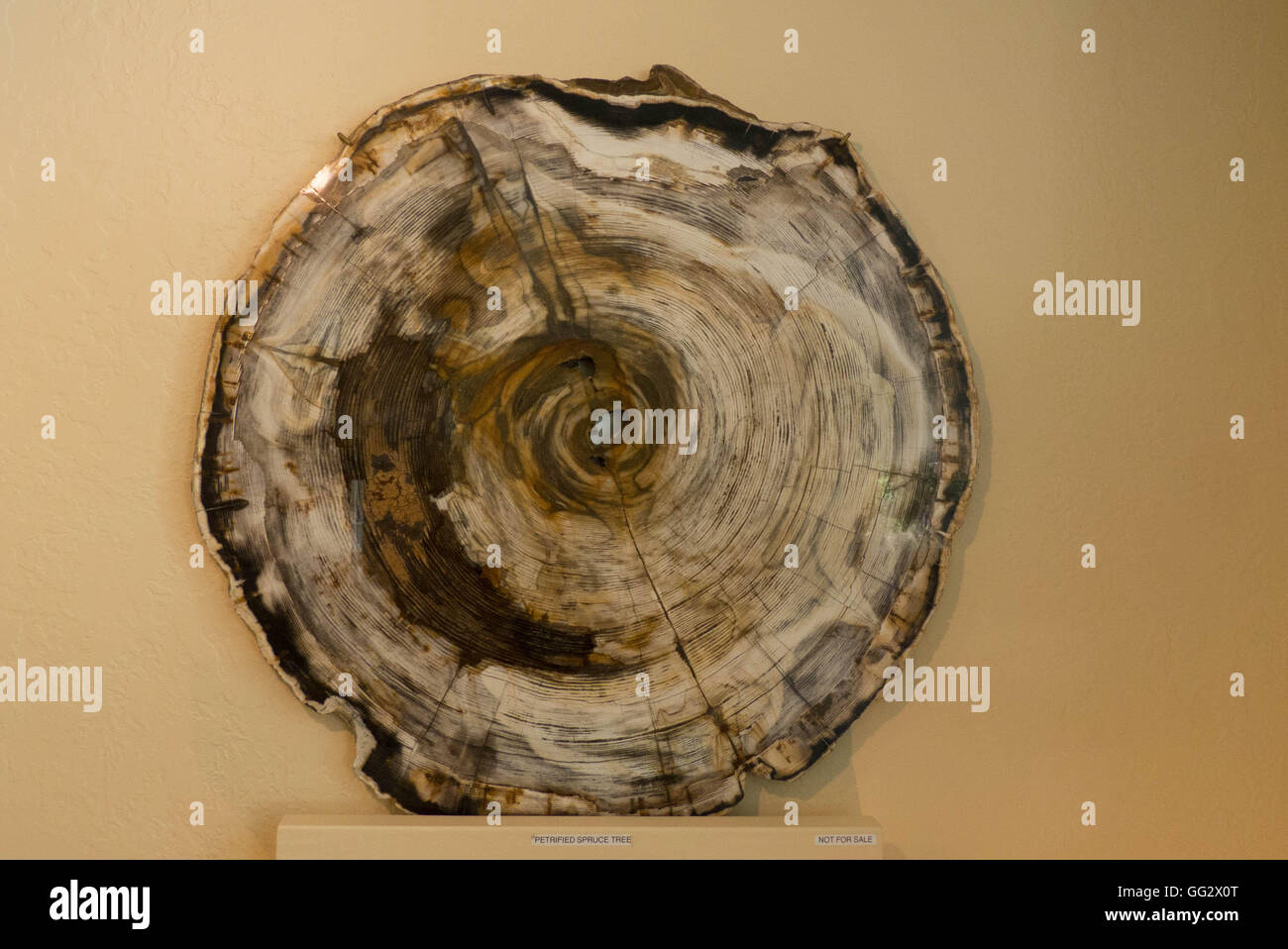 Sezione trasversale del grande albero che mostra anelli Foto Stock