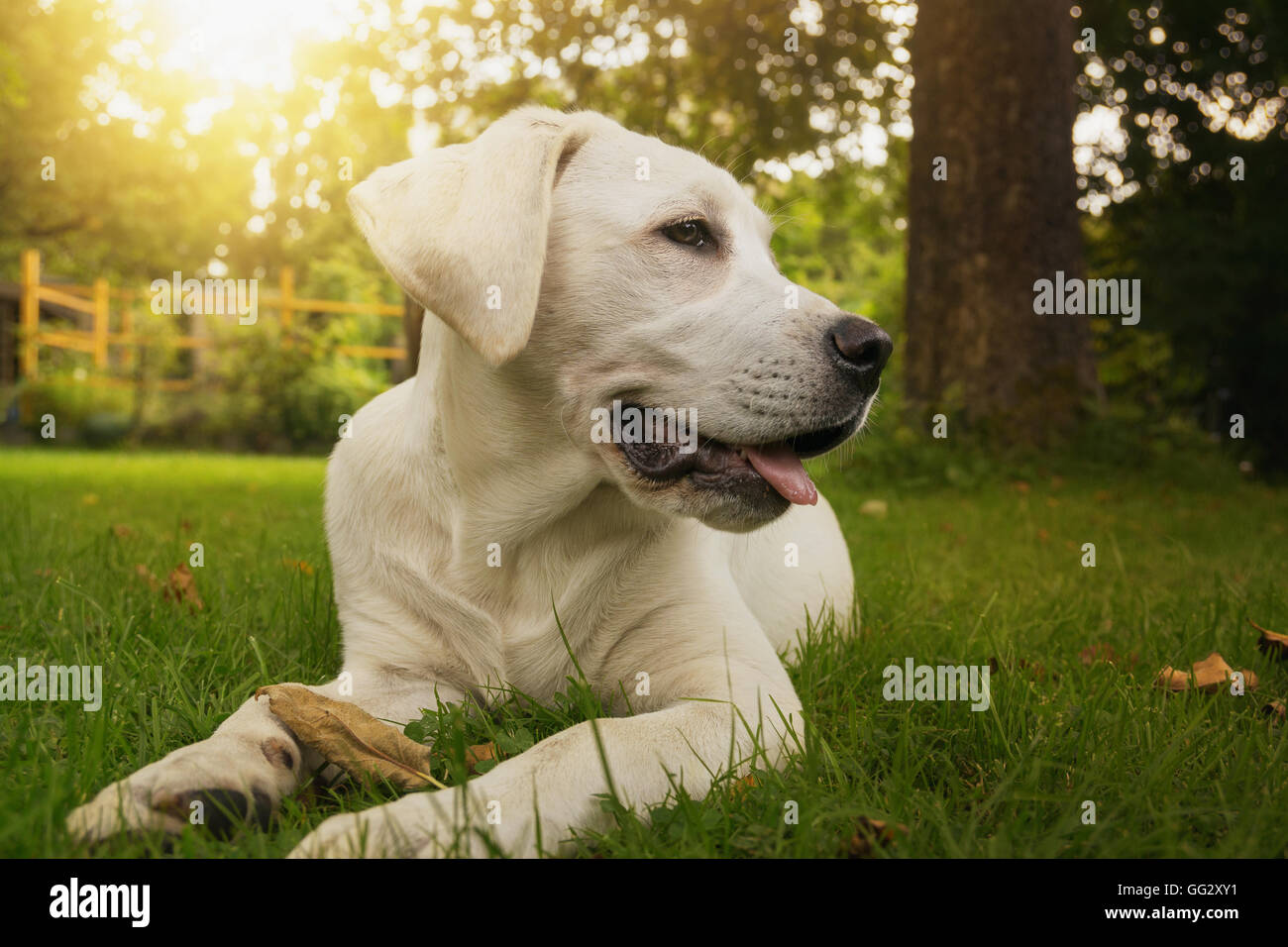 Bianco giovane cucciolo di Labrador seduto al tramonto in giardino Foto Stock Bianco giovane cucciolo di Labrador seduto al tramonto in giardino Foto Stock