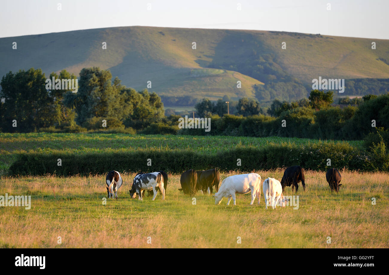 Il pascolo di bestiame nel campo al di sotto della South Downs in Firle, East Sussex Foto Stock