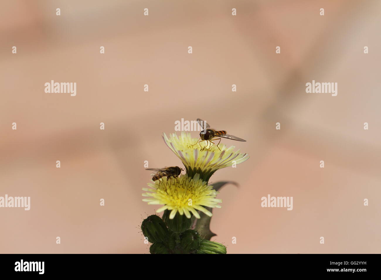 Due hover-mosche o posizionare il cursore del mouse vola episyrphus balteatus su un fiore giallo o weed da Ruth Swan Foto Stock