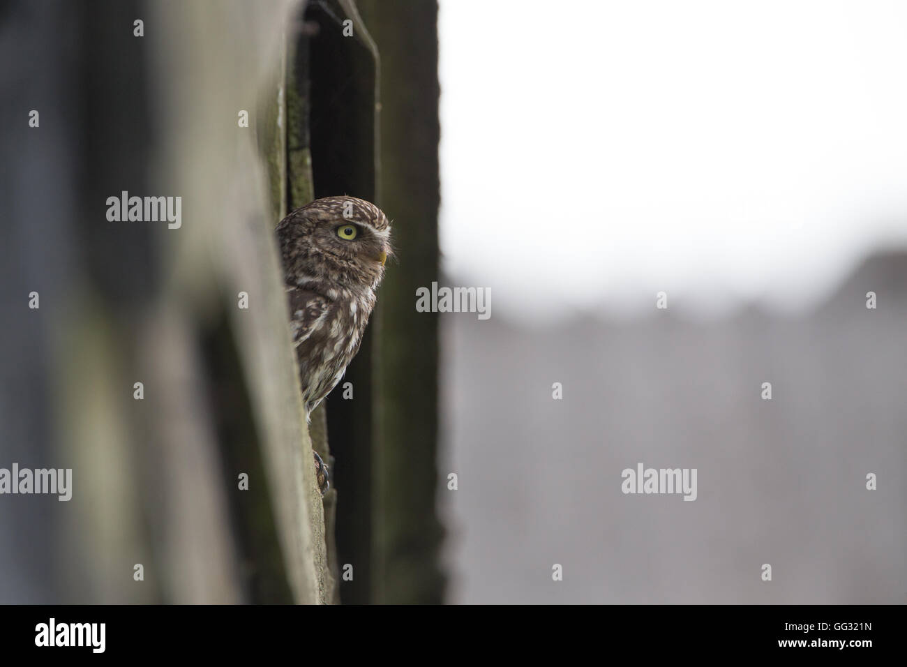 Civetta (Athene noctua) appollaiato su un fienile in legno, ad una fattoria in Worcestershire, Inghilterra, Regno Unito. Foto Stock