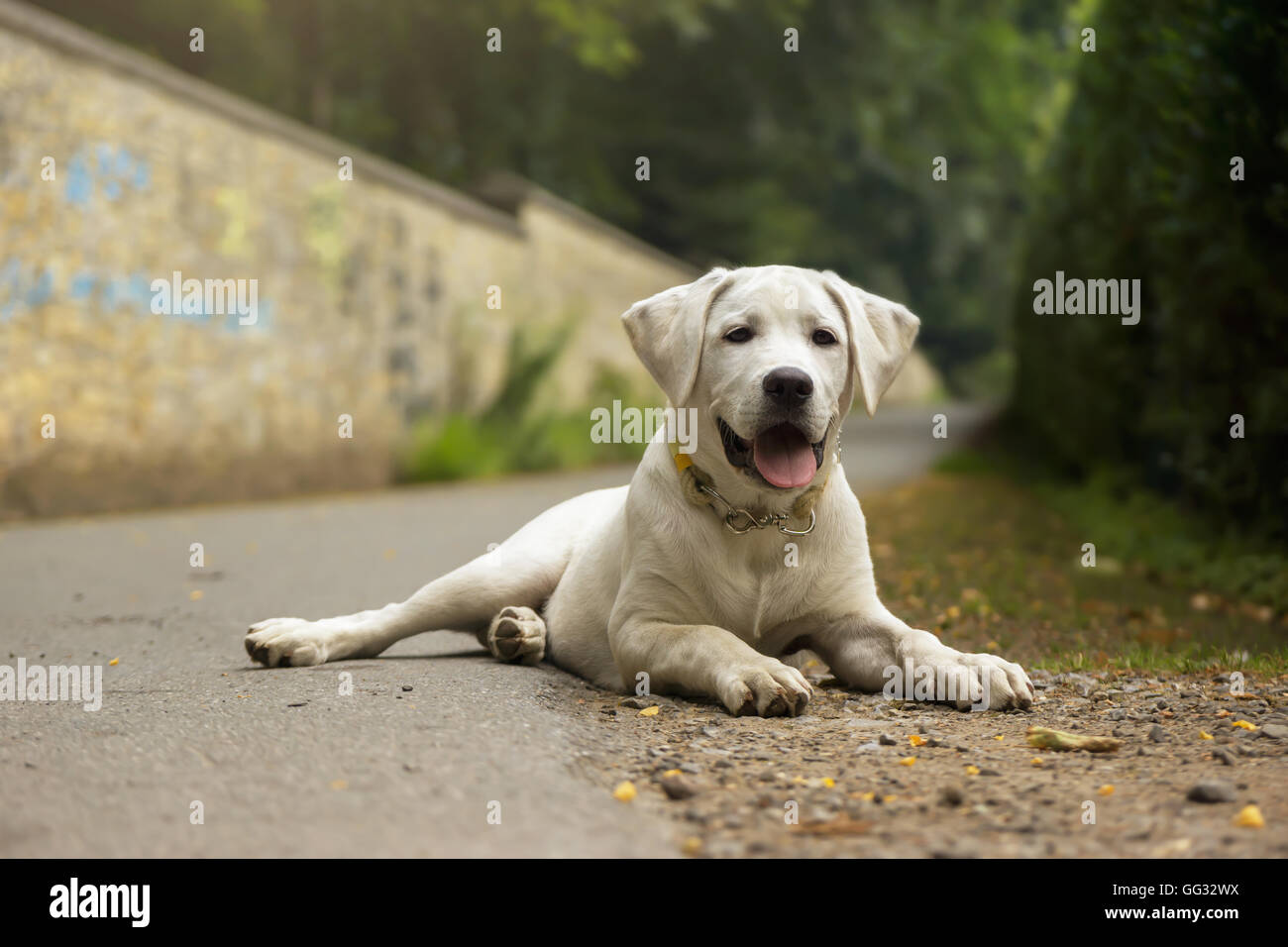 Cucciolo di Labrador - cane mentre cammina giacente Foto Stock