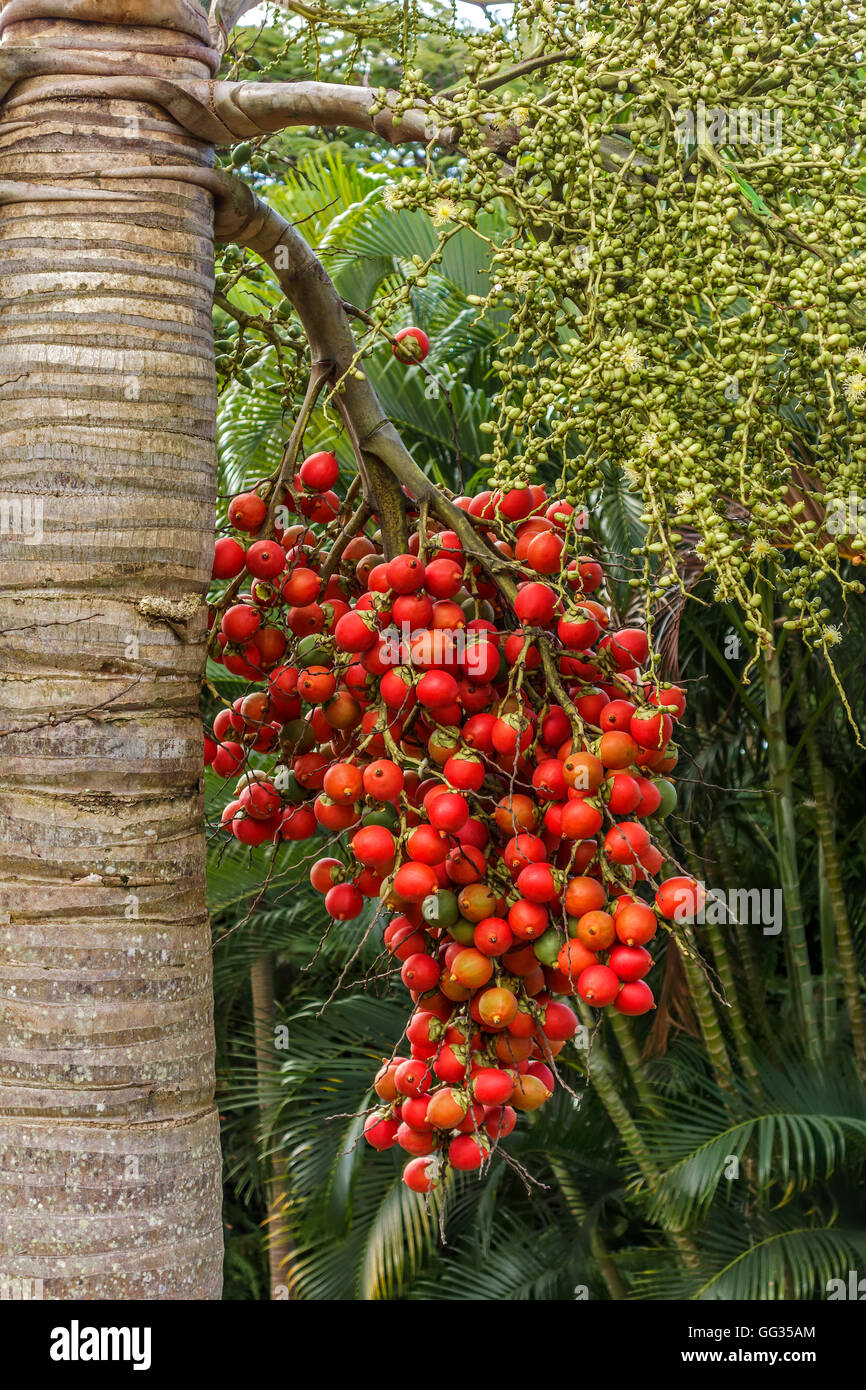 Regina Palm Tree bacche Saint Kitts West Indies Foto Stock