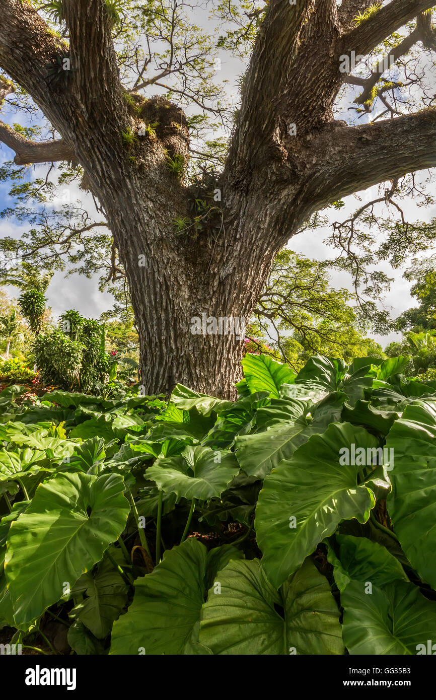 La struttura ad albero (Albizia saman) Romney Manor Saint Kitts West Indies Foto Stock