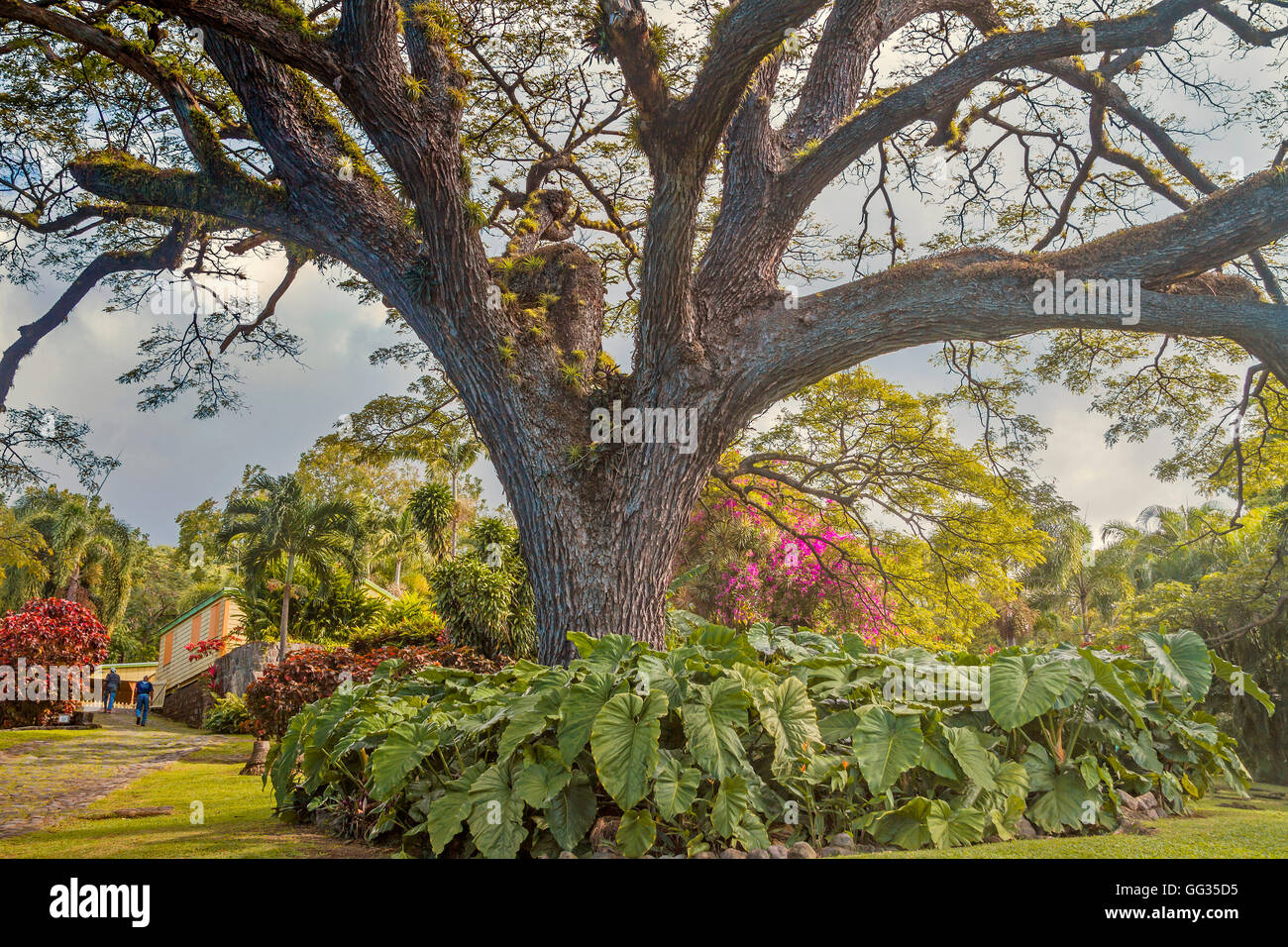 La struttura ad albero (Albizia saman) Romney Manor Saint Kitts West Indies Foto Stock