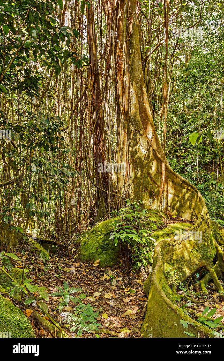 Arginato radicata nella foresta pluviale della struttura Saint Kitts West Indies Foto Stock