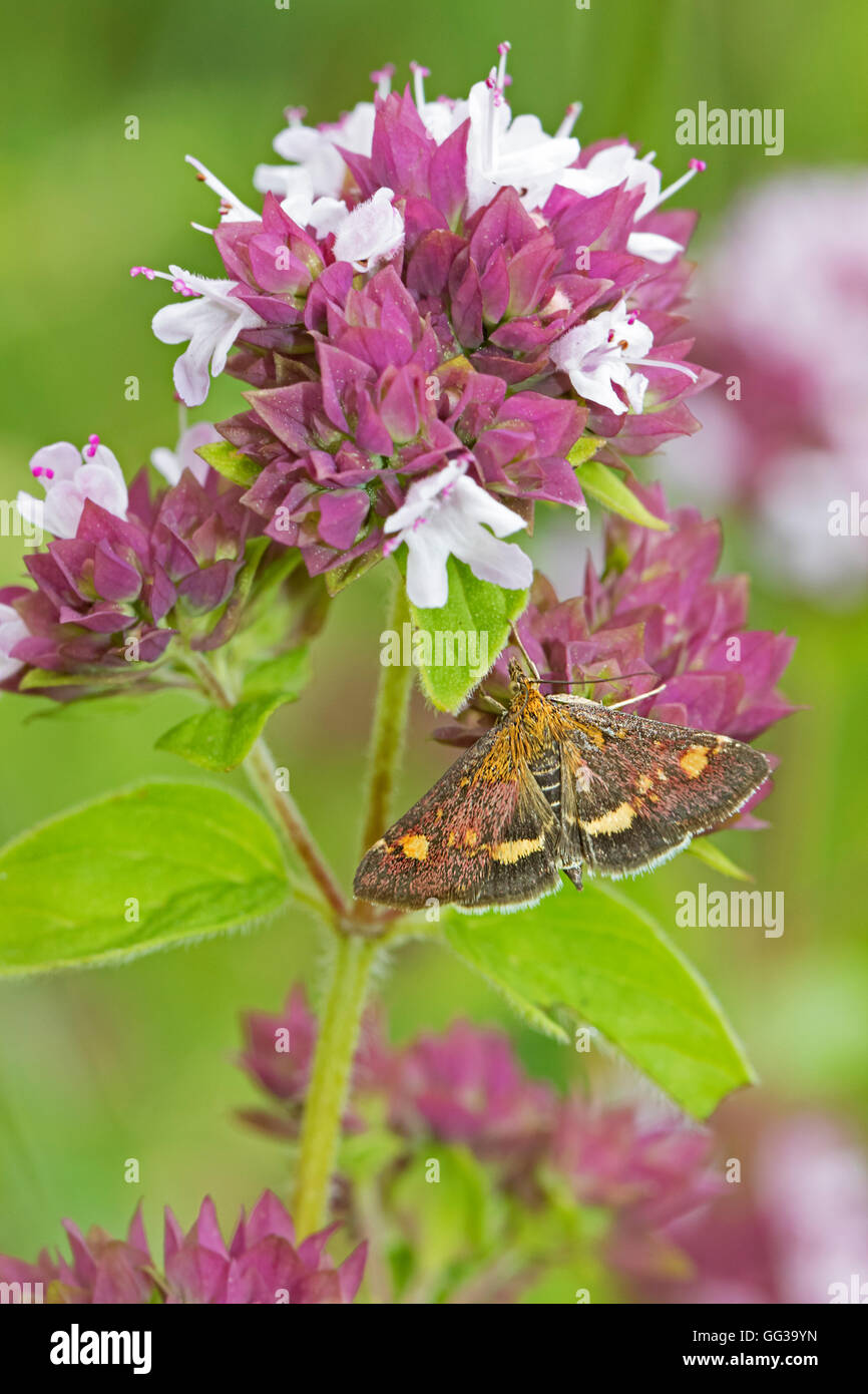 Piccola viola e oro Micro-moth su maggiorana Foto Stock