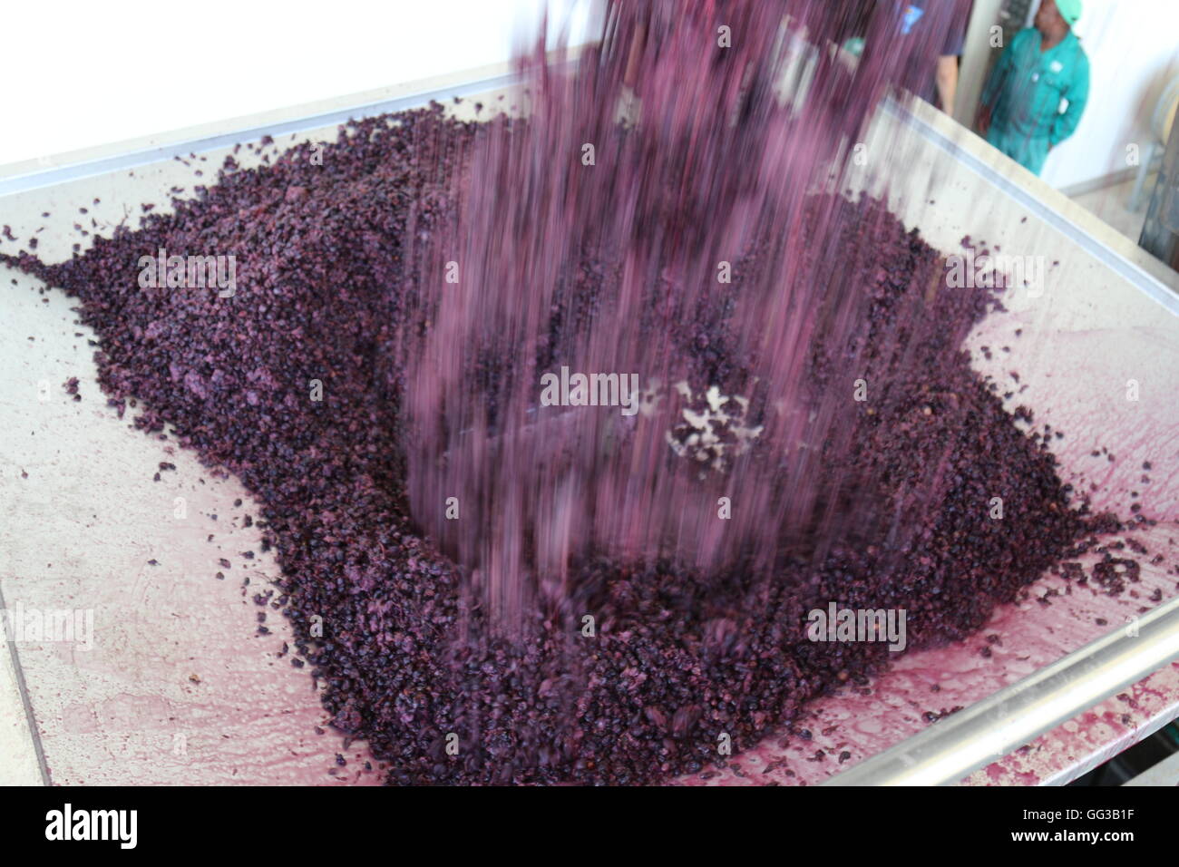 Uva versata da una cassa sul premere a Fairview vini in Sud Africa Foto Stock