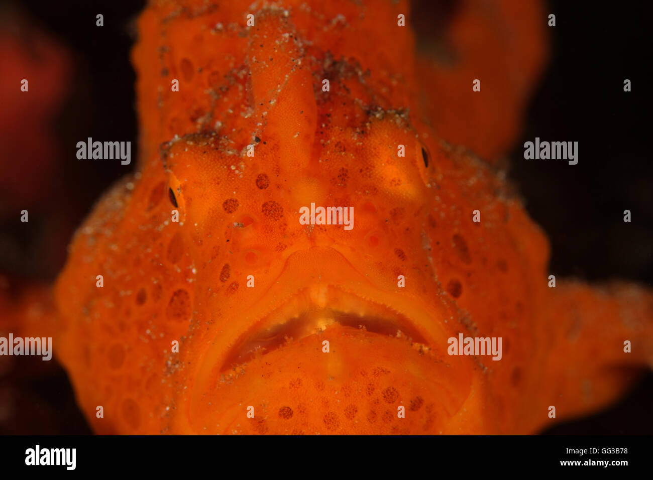 Abbagliante Rana pescatrice arancione - Una chiusura con un Antennarius pictus noto anche come dipinto o Rana pescatrice Rana pescatrice maculato, da Lembeh Foto Stock