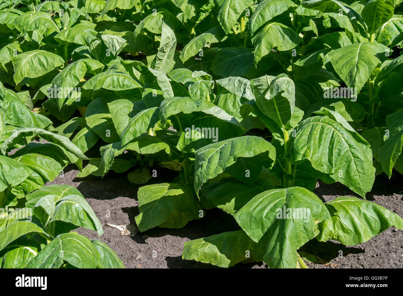 Aztec / tabacco tabacco selvatico (Nicotiana rustica) piante nel campo Foto Stock