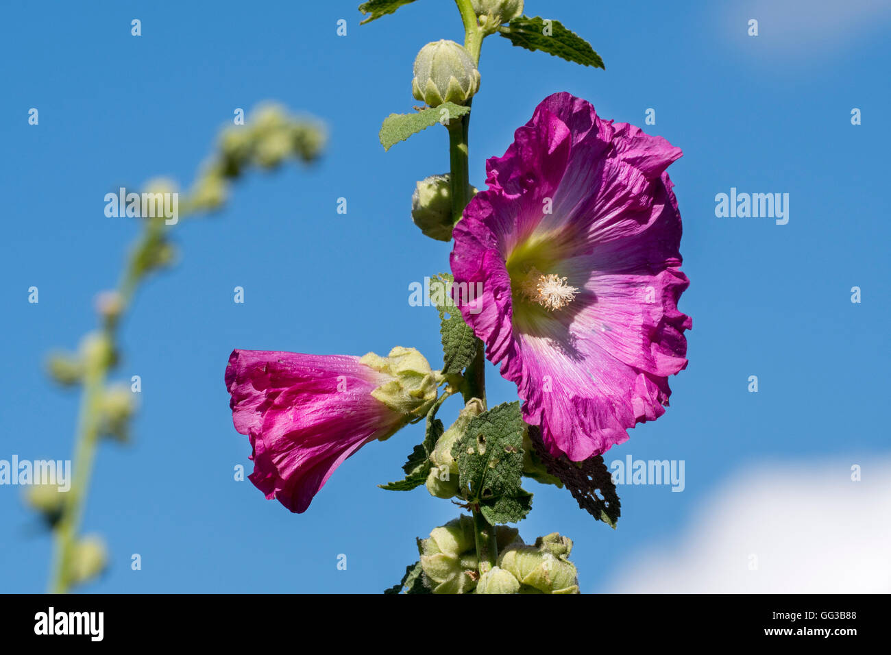Hollyhock comune (Alcea rosea / Althaea rosea) in fiore Foto Stock