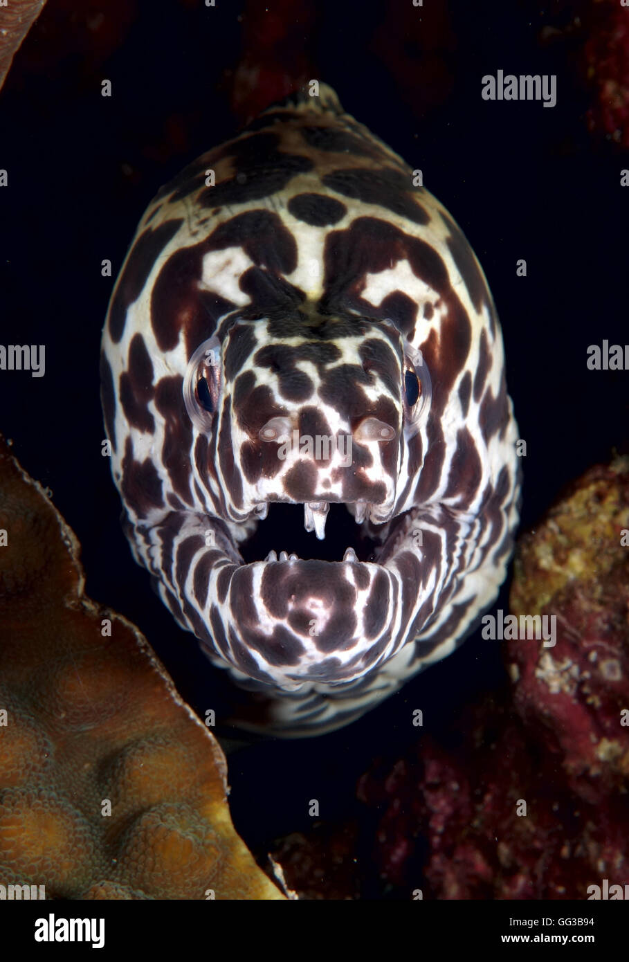 Sorriso letale - legare moray eel (Gymnothorax favagineus) noto anche come leopard moray eel. Isola di Bidong, Terengganu, Malaysia Foto Stock