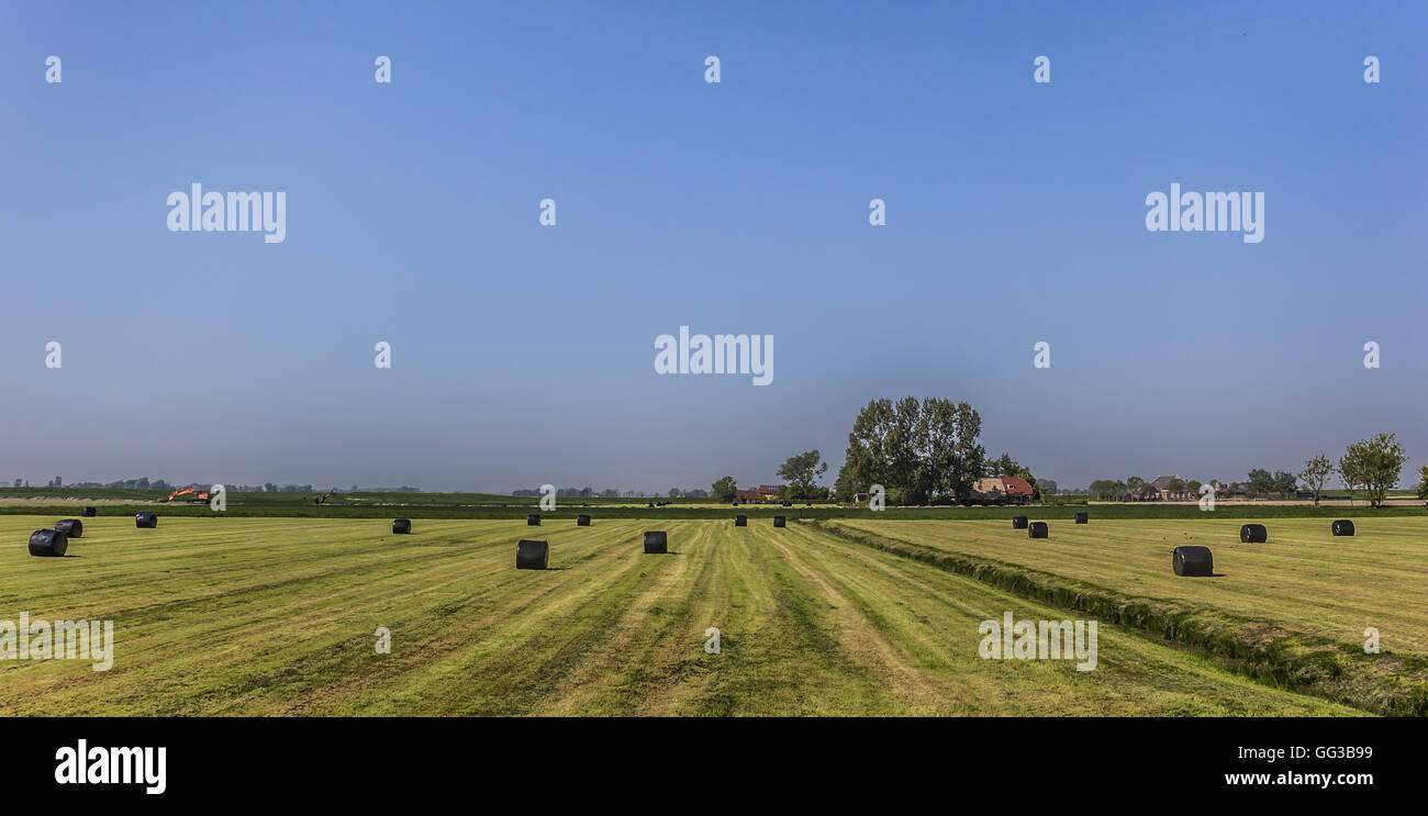 Balle di fieno in un raccolto sul campo in erba Foto Stock