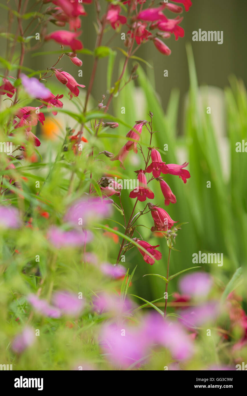 Red Penstemon fiori. Foto Stock