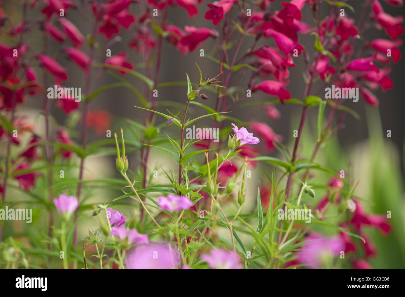 Rosa e geranio rosso fiori Penstemon. Foto Stock