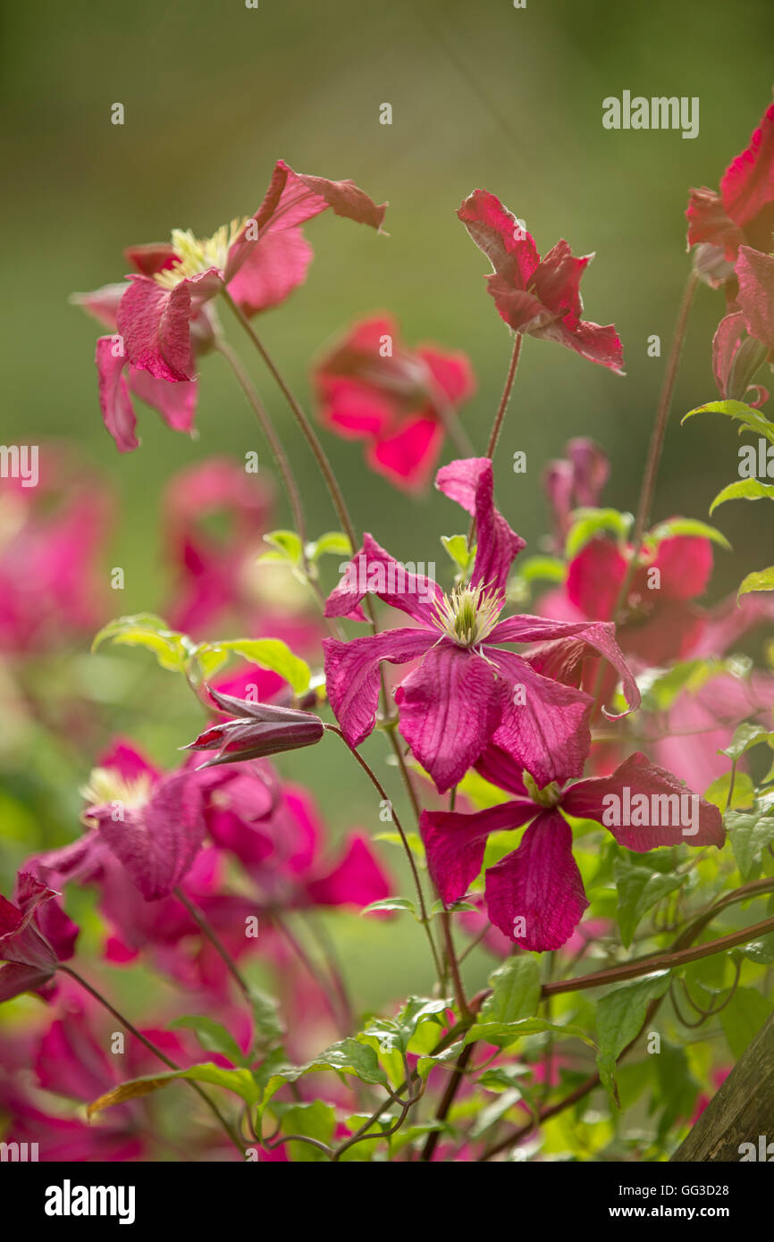 Clematis rosso. Foto Stock