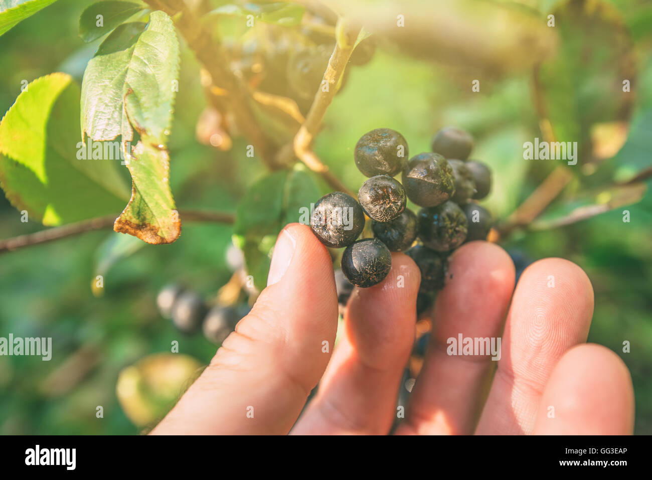 Raccolta a mano mature aronia frutti di bosco dal ramo, il fuoco selettivo Foto Stock