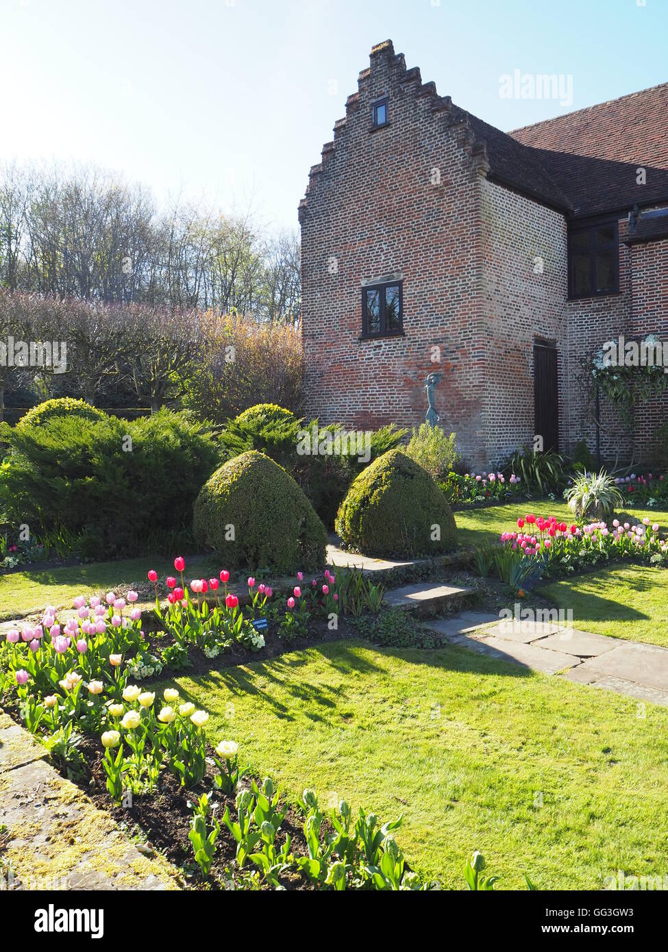 Chenies Manor sunken giardino può sunshine con tulipani retroilluminato, ombre sul prato; ad un angolo dal vecchio padiglione con topiaria da. Foto Stock