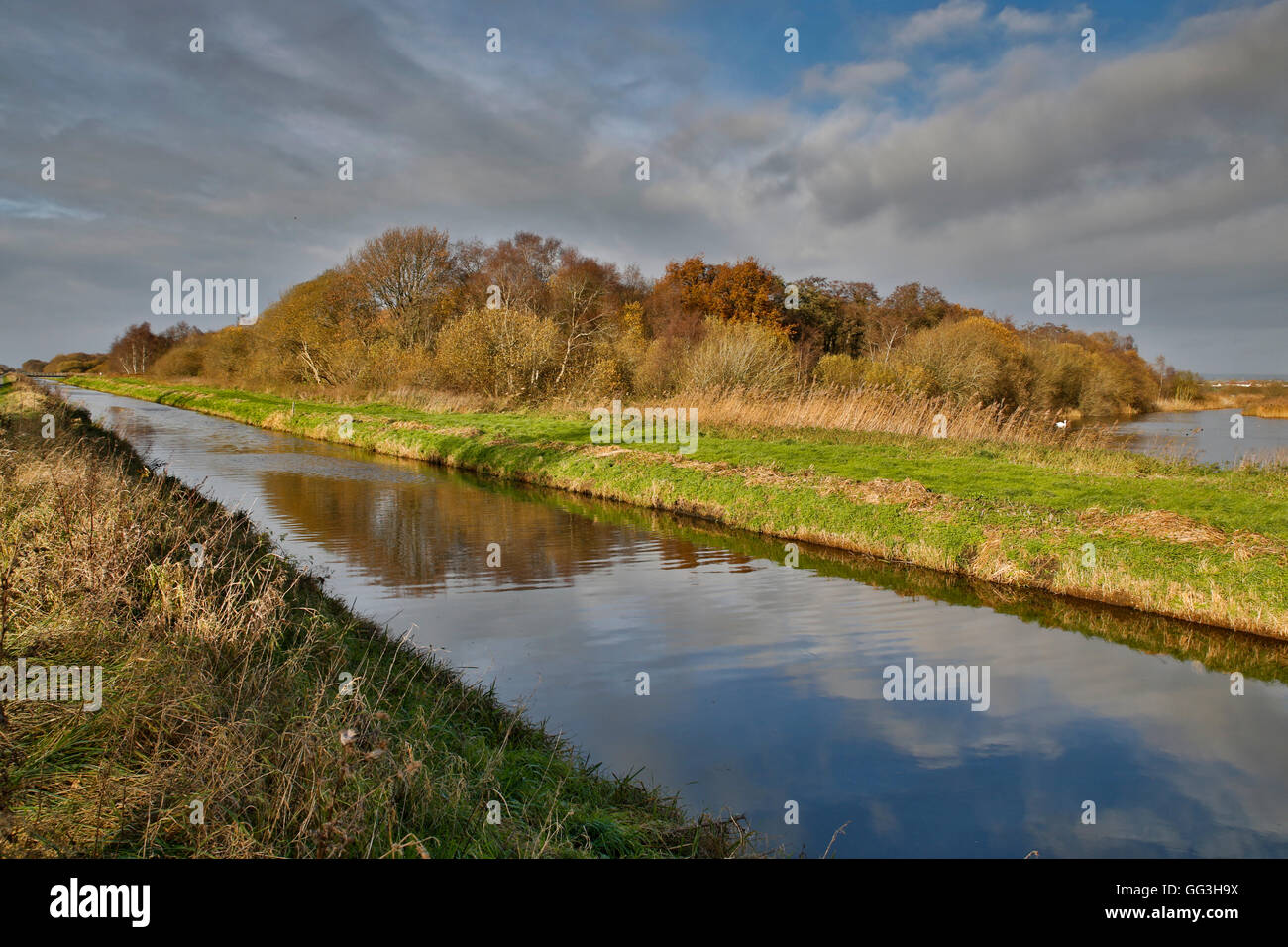 Meare Heath; Shapwick; Somerset, Regno Unito Foto Stock