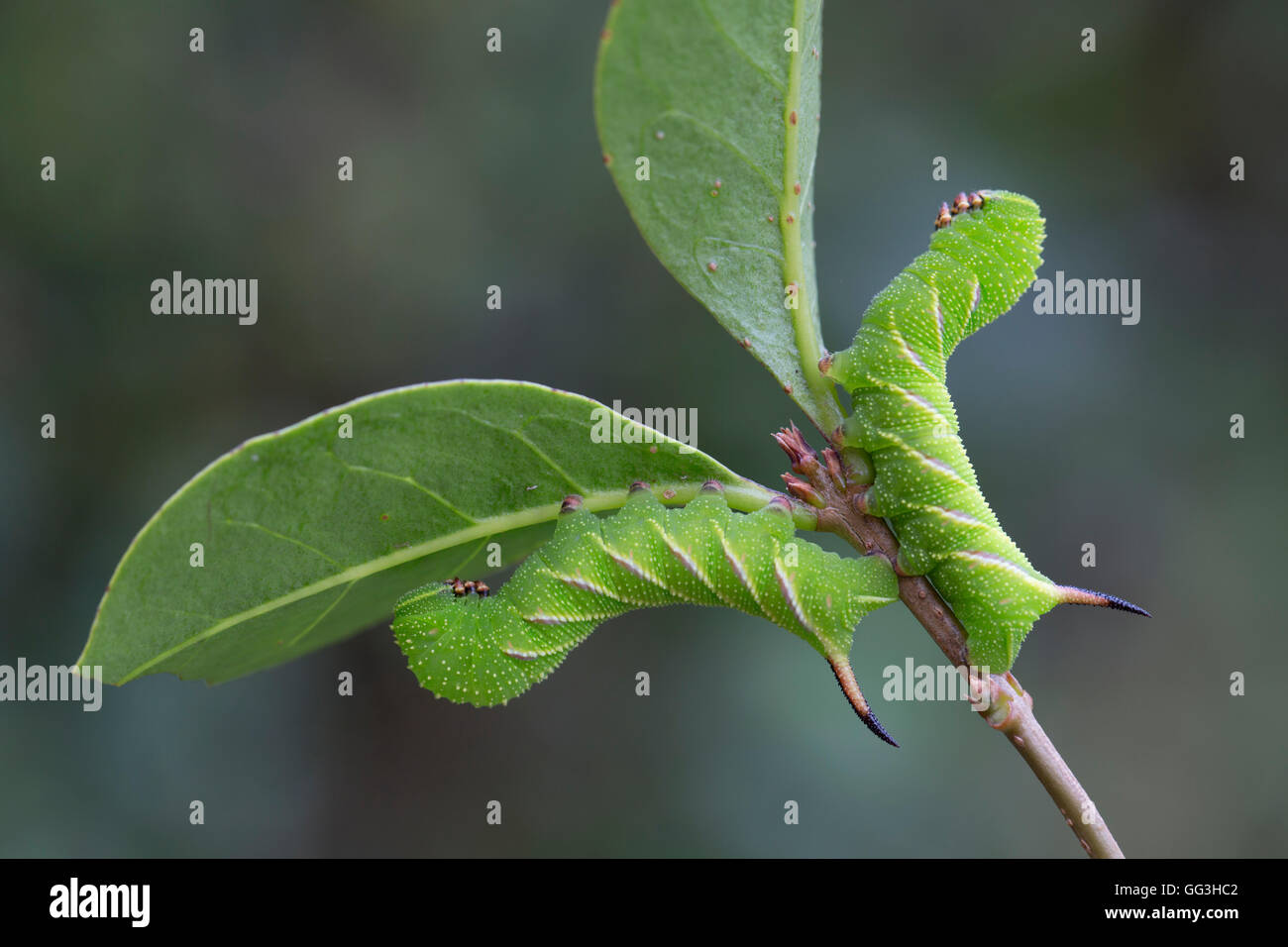 Ligustro Hawk Moth Caterpillar; Sphinx ligustri due su ligustro; 3 settimane vecchio Cornwall, Regno Unito Foto Stock