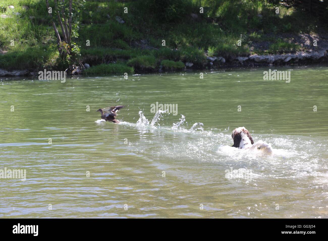 Spruzzi d'anatra in acqua per sfuggire ad un cane, ultimo splash appare come un anatra Foto Stock