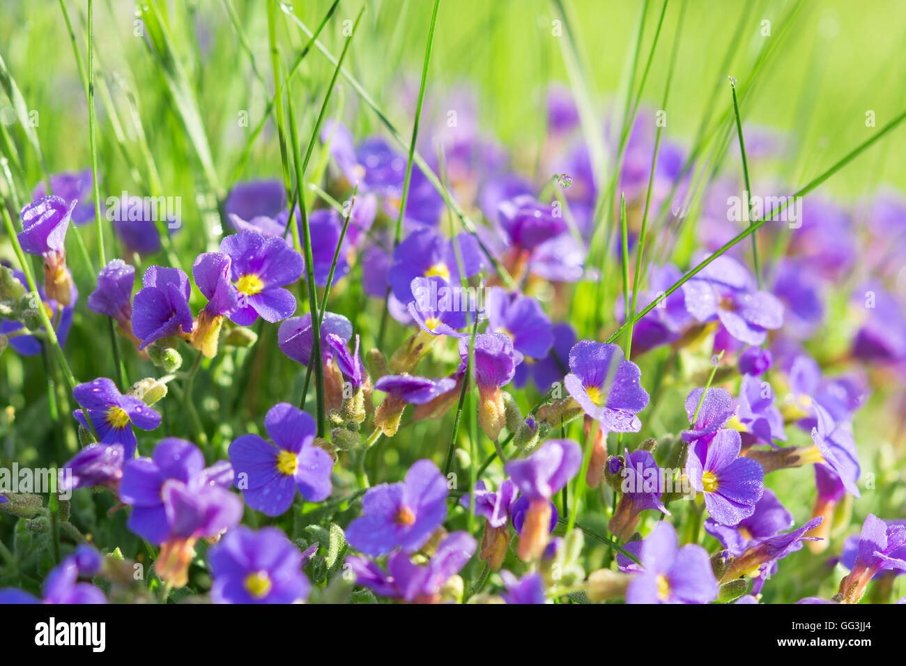 Moltitudine Aubrieta piccoli fiori blu in erba sulla soleggiata montagna alpina glade con gocce di rugiada Foto Stock