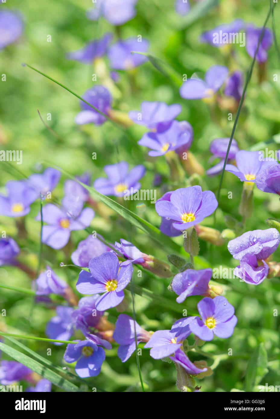 Estate fiori blu in erba fresca sul soleggiato Campo. Magazzino verticale foto con messa a fuoco selettiva e punto di shallow DoF. Foto Stock