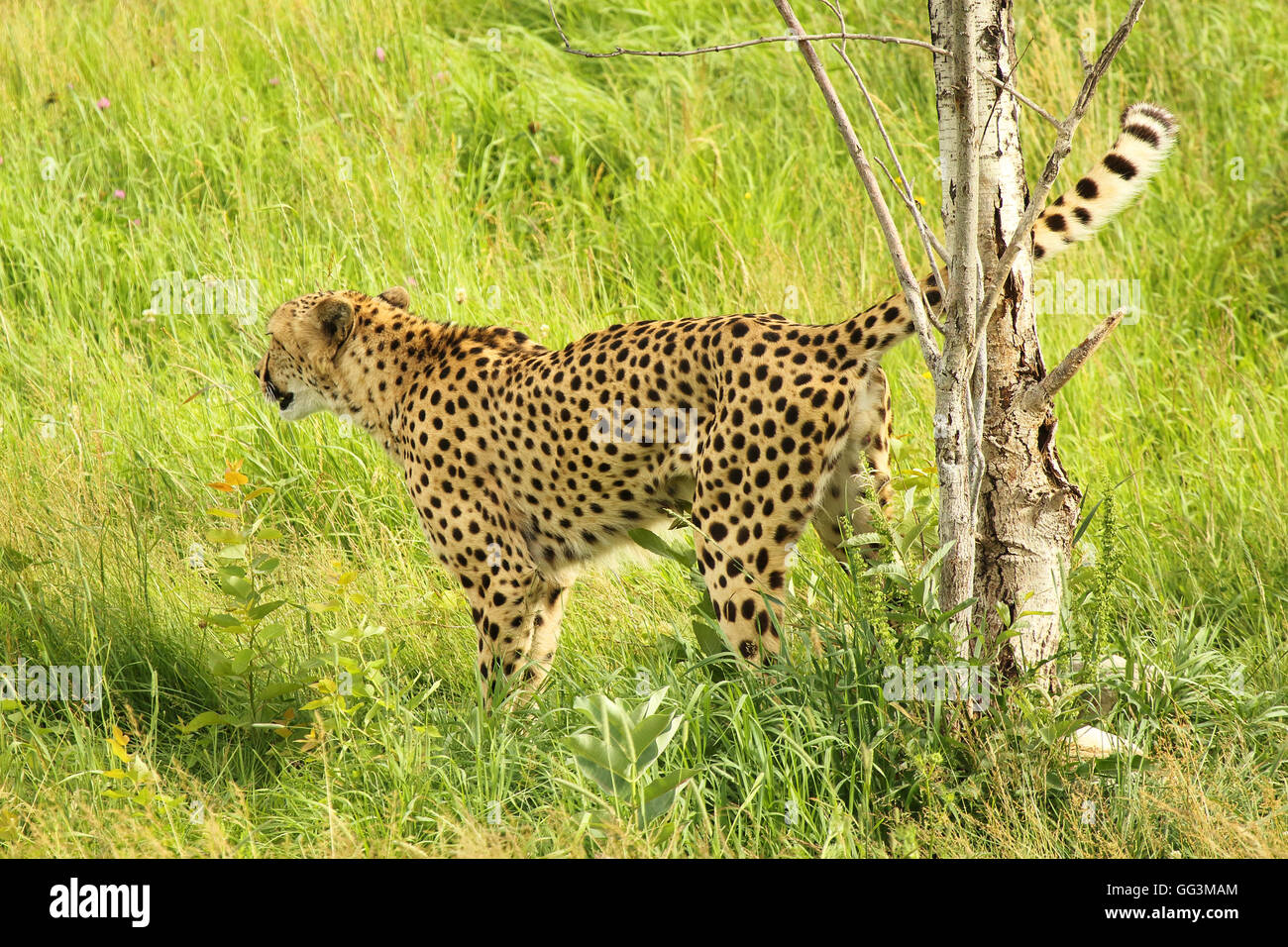 Un ghepardo segnando un albero nel suo territorio. Foto Stock