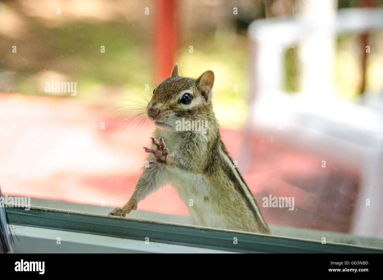 Un simpatico Scoiattolo striado adorabile con entrambe le zampe anteriori, i piedi sulla finestra, guardando dentro la mia casa. Foto Stock